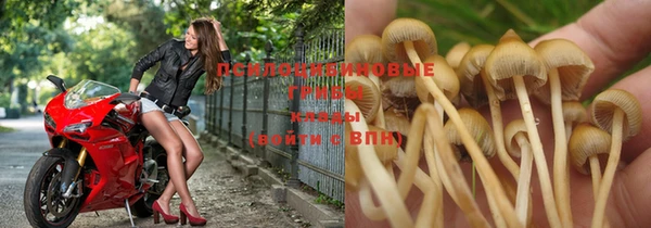 прущие грибы Верея